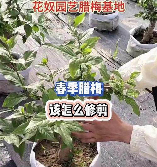 腊梅树修剪的最佳时间和方法是什么？