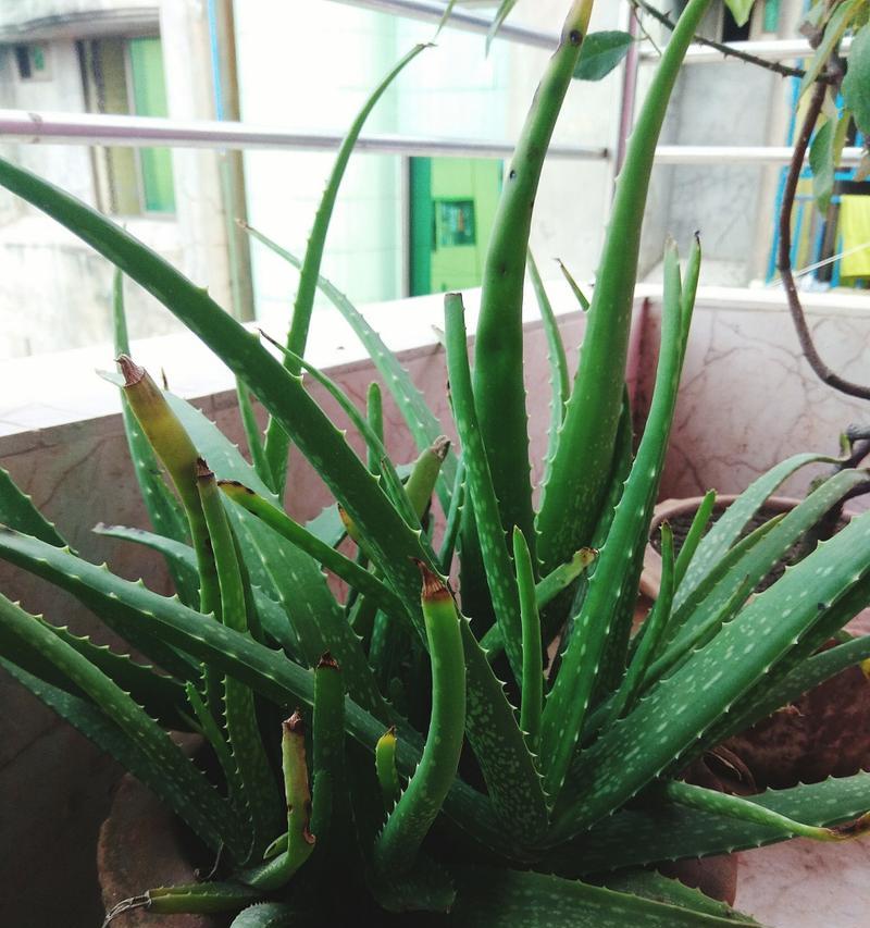 室内盆栽芦荟的养护技巧？