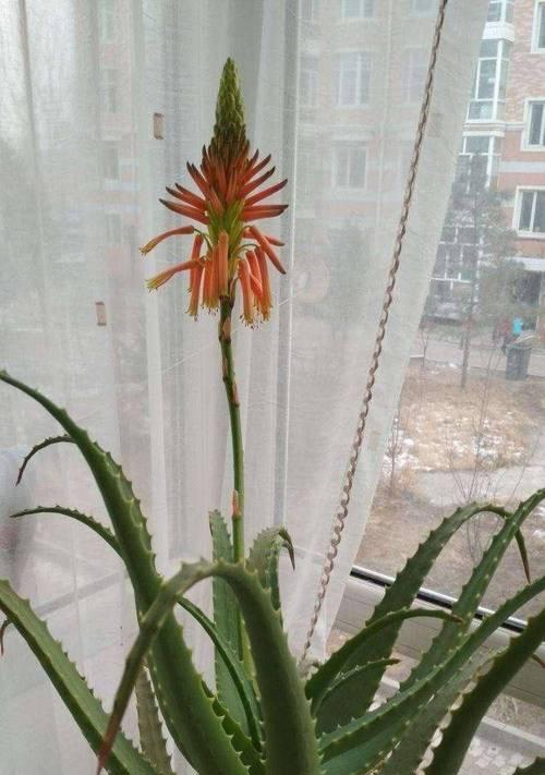 室内盆栽芦荟的养护技巧？