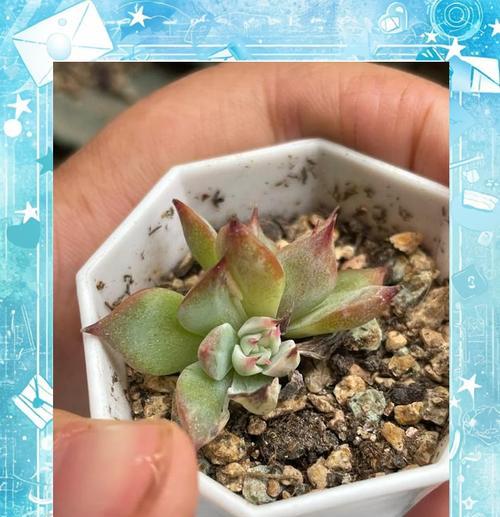 吉娃莲的养殖方法有哪些？怎样才能养出状态最佳的吉娃莲？