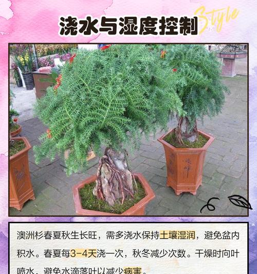 盆景草的养殖方法和注意事项是什么？