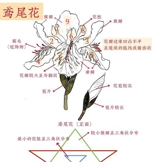 鸢尾花修剪方法：怎样修剪才能促进更多花开？