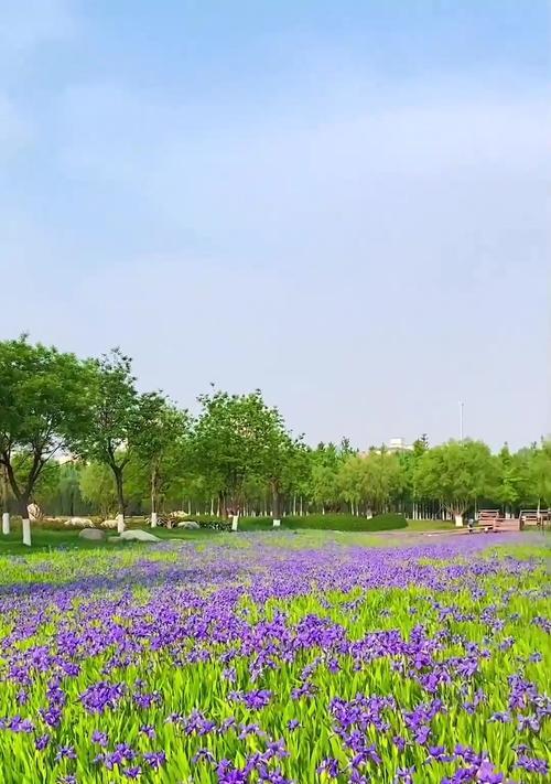 鸢尾花修剪方法：怎样修剪才能促进更多花开？