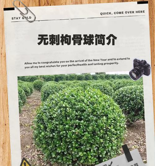 无刺枸骨的养殖方法是什么？
