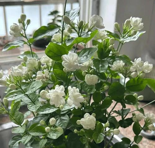 茉莉施肥方法：如何科学施肥让茉莉花香四溢？