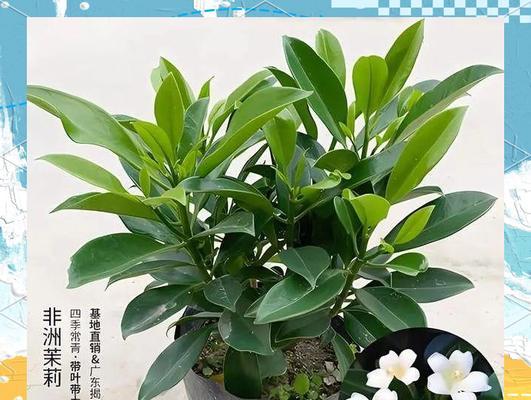 茉莉施肥方法：如何科学施肥让茉莉花香四溢？