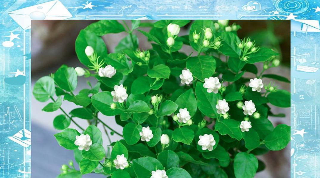 茉莉施肥方法：如何科学施肥让茉莉花香四溢？