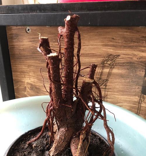 小叶榕的花是什么样子的？如何正确识别？
