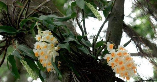 小叶榕的花是什么样子的？如何正确识别？