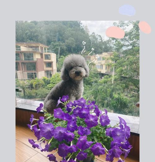 怎么养矮牵牛？矮牵牛的养殖方法和注意事项！