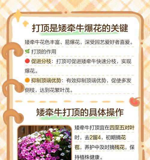 怎么养矮牵牛？矮牵牛的养殖方法和注意事项！