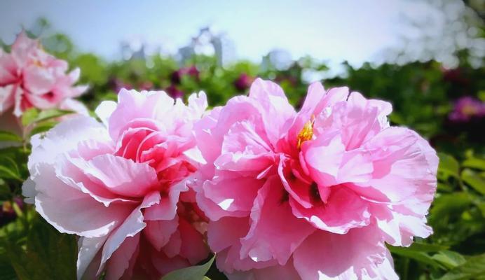 牡丹花开后的养护要点是什么？