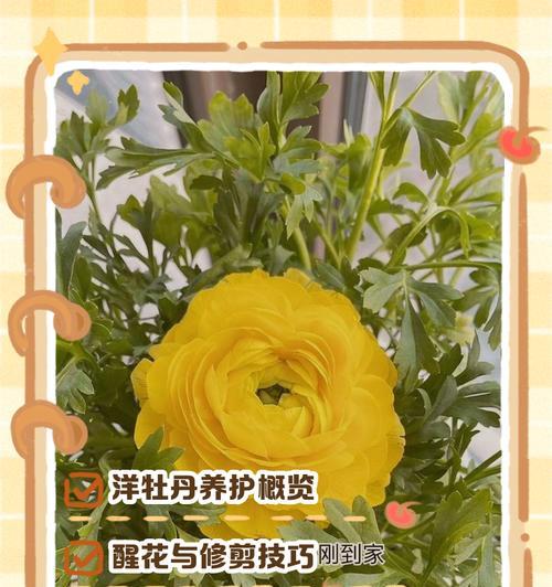 牡丹花开后的养护要点是什么？