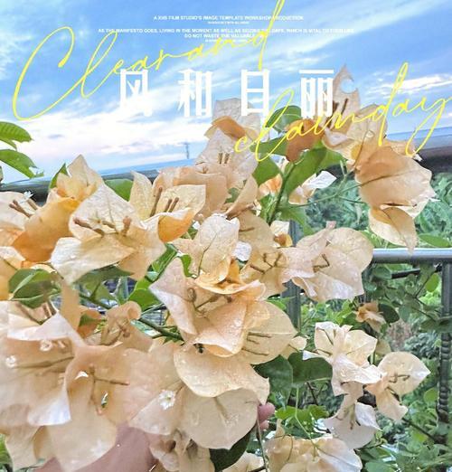 三角梅缓苗技巧有哪些？缓苗期如何管理？