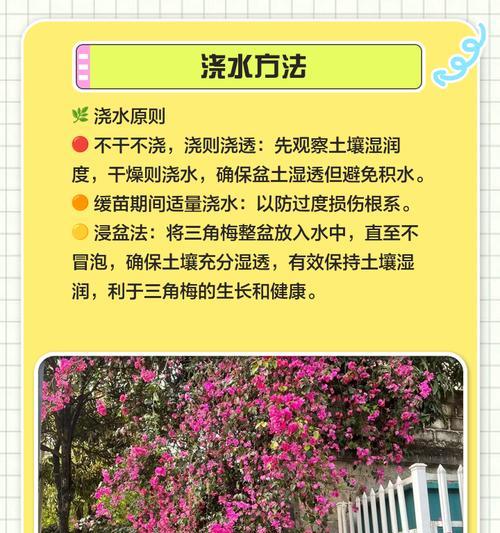 三角梅缓苗技巧有哪些？缓苗期如何管理？