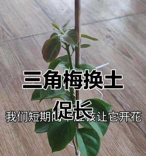 三角梅缓苗技巧有哪些？缓苗期如何管理？