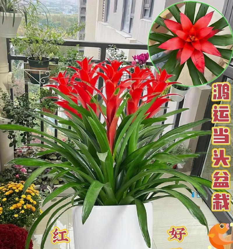 红运当头的养殖方法和注意事项是什么？