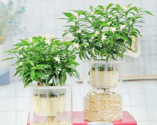 水养花卉的正确方法是什么？如何确保水养花卉的健康？