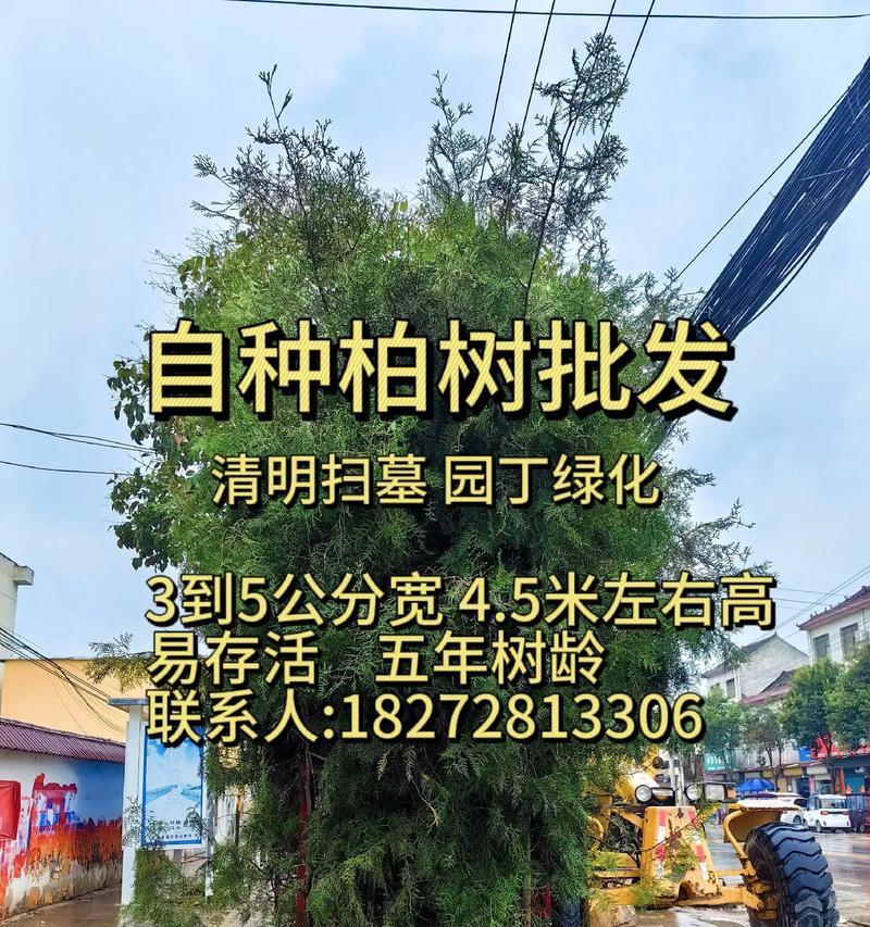 柏树种植的正确方法是什么？
