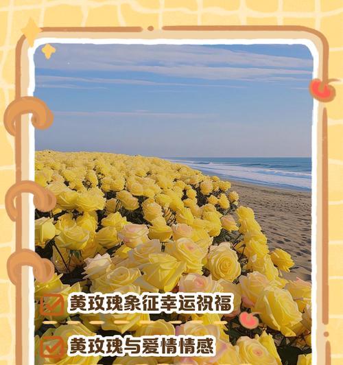 黄色玫瑰品种有哪些？它们的含义是什么？