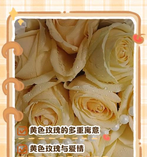 黄色玫瑰品种有哪些？它们的含义是什么？