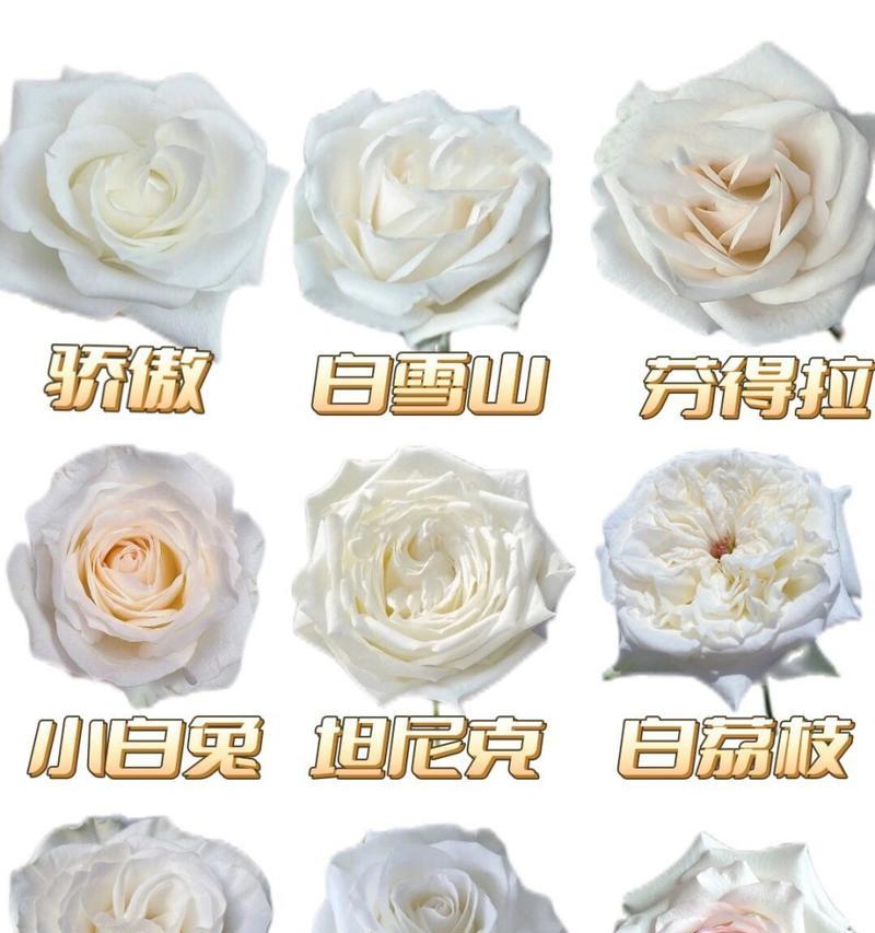 朵白玫瑰的含义是什么？白玫瑰花语的解释是什么？