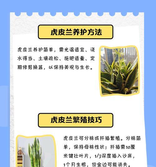四季兰品种的特点是什么？如何进行养护和繁殖？