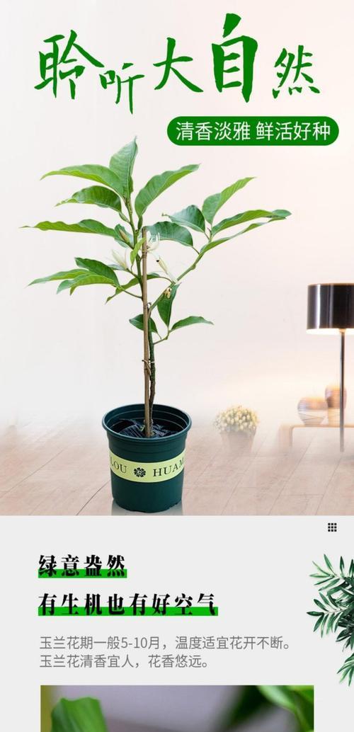 四季兰品种的特点是什么？如何进行养护和繁殖？