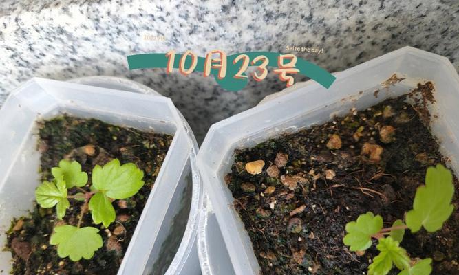 草莓种子催芽的最佳方法是什么？怎样提高发芽率？