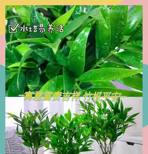 哪些室内植物具有驱蚊效果？