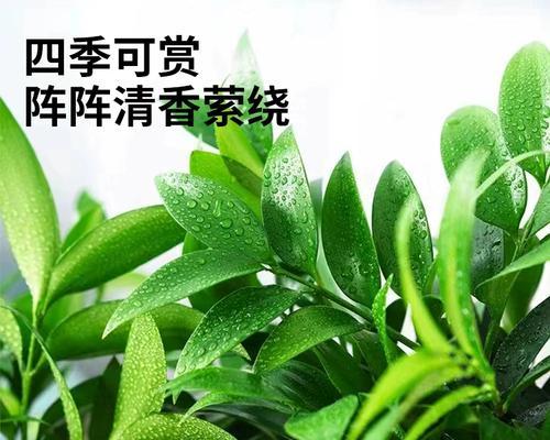 哪些室内植物具有驱蚊效果？