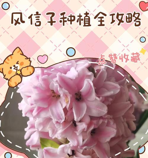风信子修剪根部的最佳时机和方法是什么？