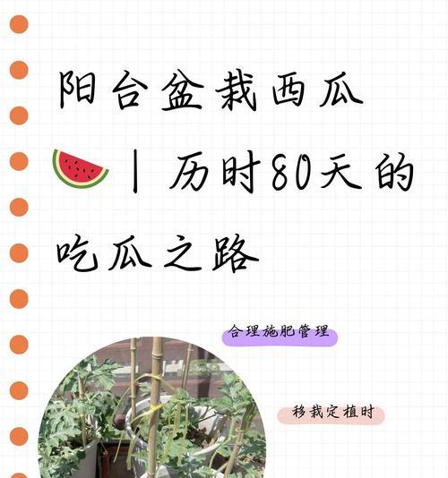 盆栽施肥的正确步骤和注意事项有哪些？