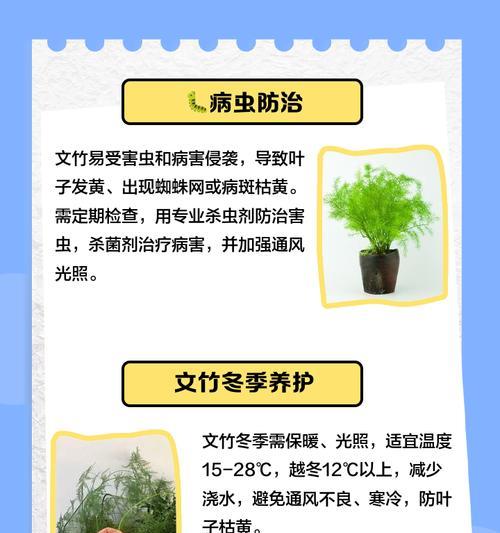 文竹发黄了怎么办？有效挽救方法有哪些？