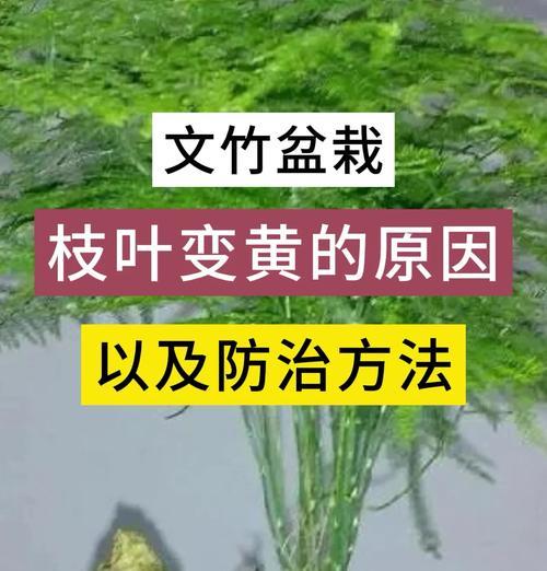 文竹发黄了怎么办？有效挽救方法有哪些？