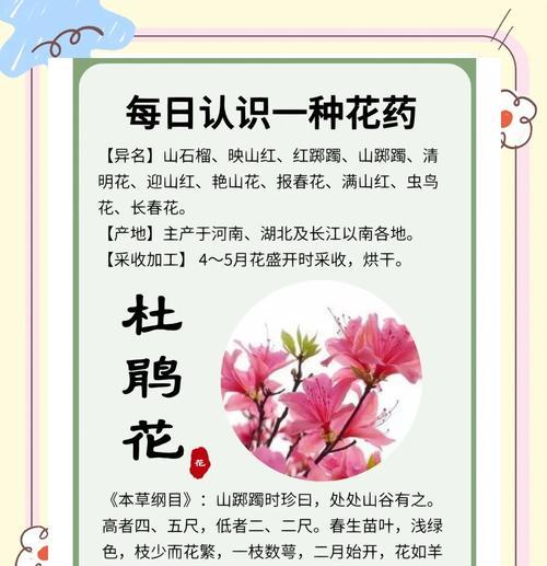 杜鹃花养护方法是什么？如何让杜鹃花开得更艳？