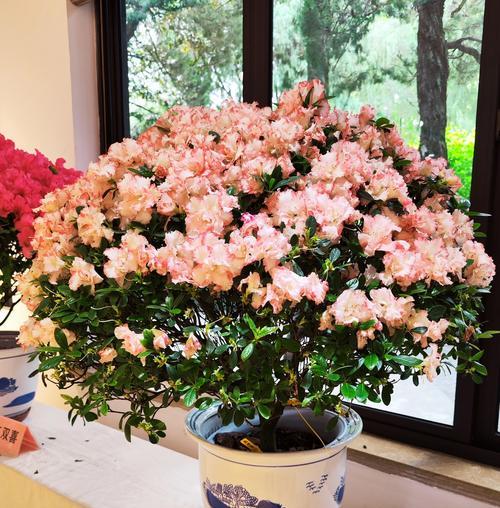 杜鹃花养护方法是什么？如何让杜鹃花开得更艳？