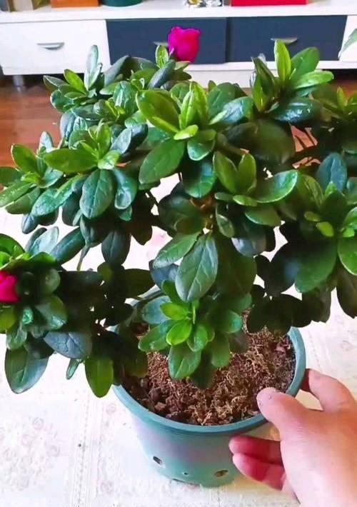 杜鹃花养护方法是什么？如何让杜鹃花开得更艳？