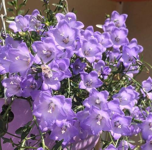 紫色植物有哪些？紫色花草的养殖技巧是什么？