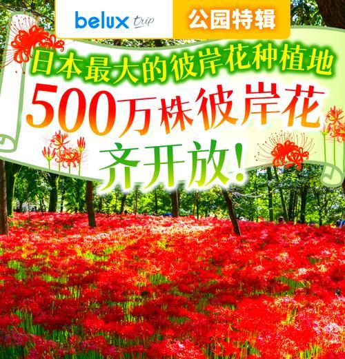 曼珠沙华的种植步骤和注意事项是什么？