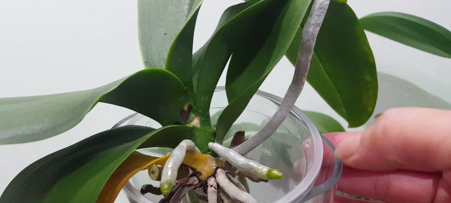 蝴蝶兰种植的正确方法是什么？