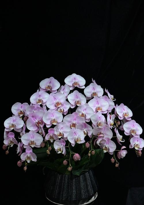 蝴蝶兰种植的正确方法是什么？