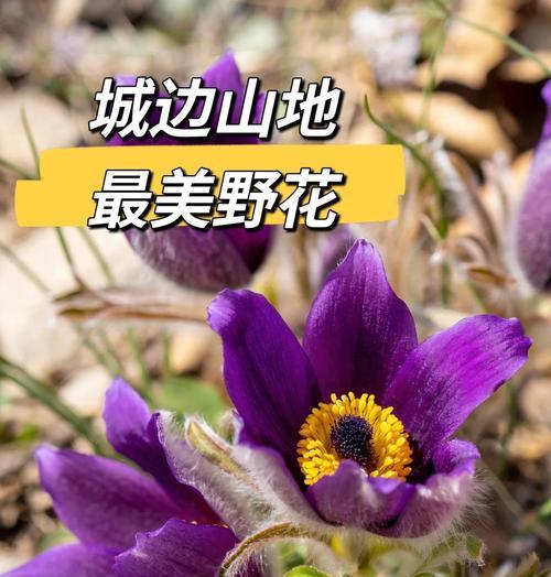 野生白头翁的养殖方法是什么？