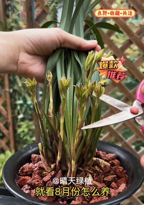 县花的养殖技巧有哪些？如何避免县花不开花？