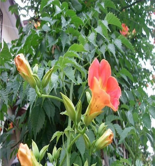 县花的养殖技巧有哪些？如何避免县花不开花？