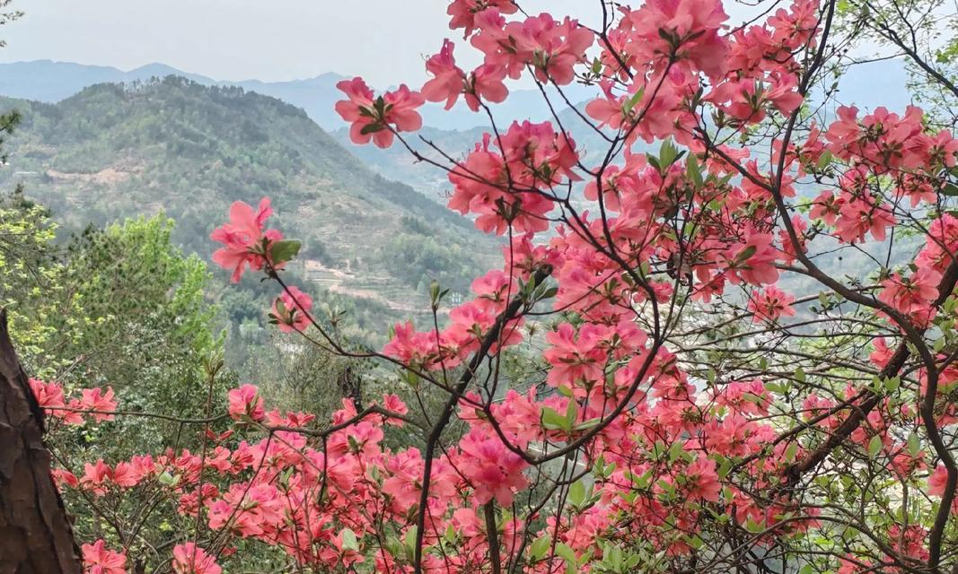 山杜鹃花的养护要点是什么？