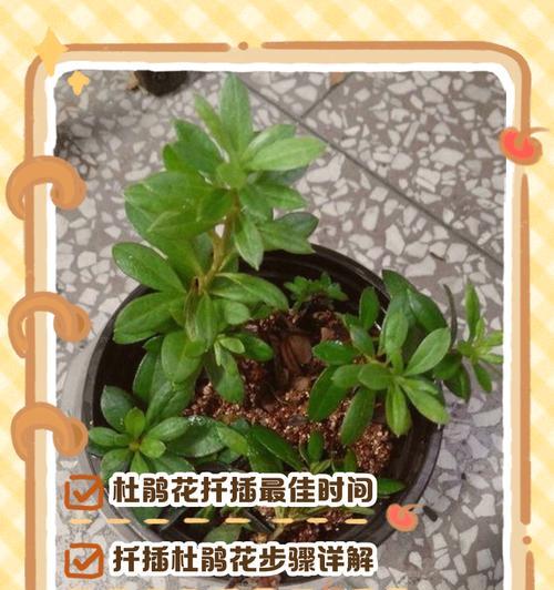 山杜鹃花的养护要点是什么？
