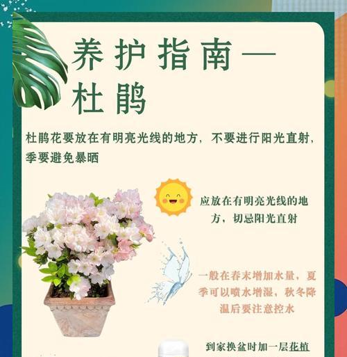 山杜鹃花的养护要点是什么？