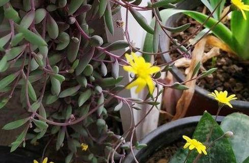 紫玄月新栽植后浇水需要注意什么？
