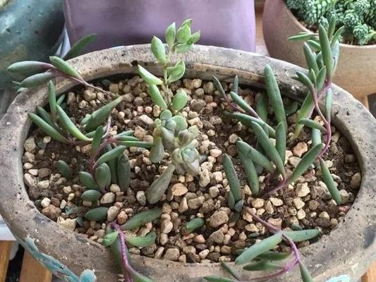 紫玄月新栽植后浇水需要注意什么？